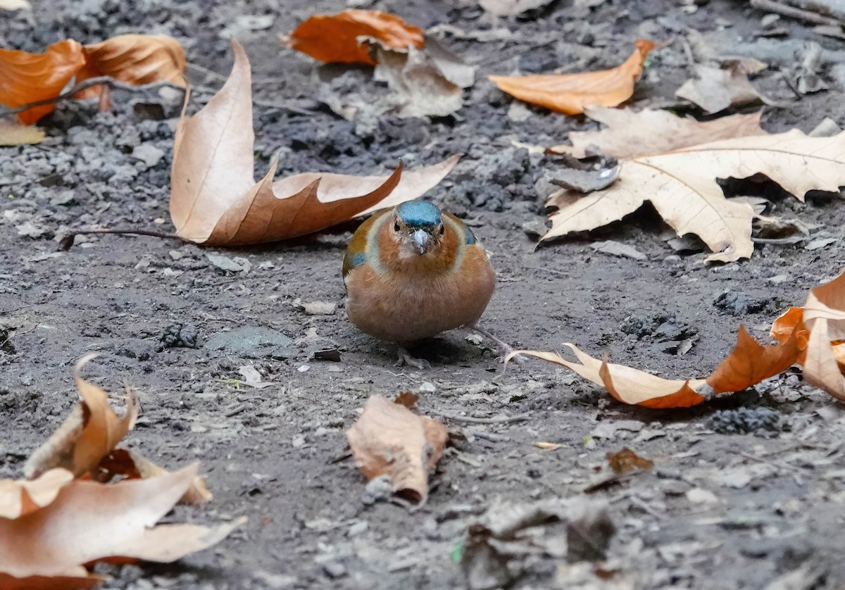 ズアオアトリ - ML646619462