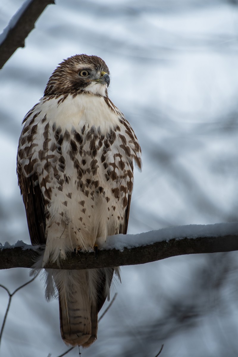 Red-tailed Hawk - ML646619463