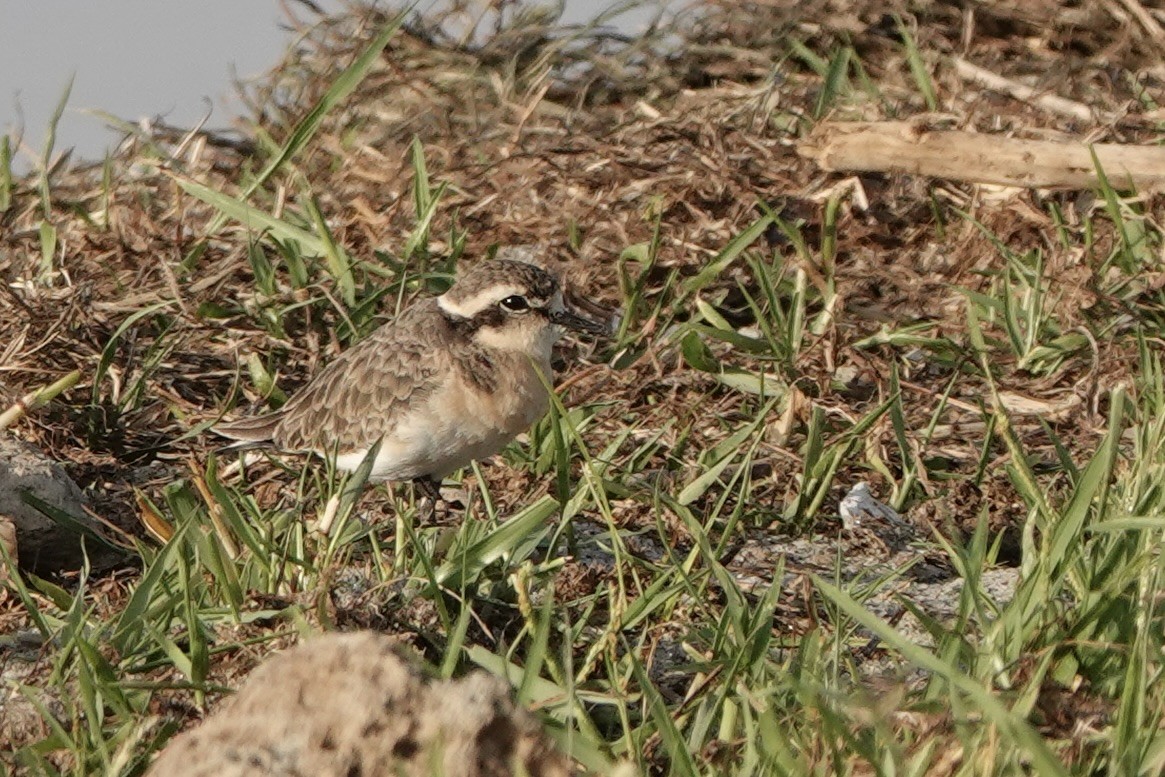 kittlitzlo - ML646619464