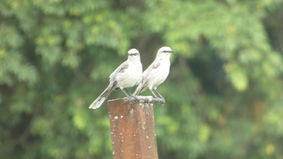 Tropical Mockingbird - ML646619466