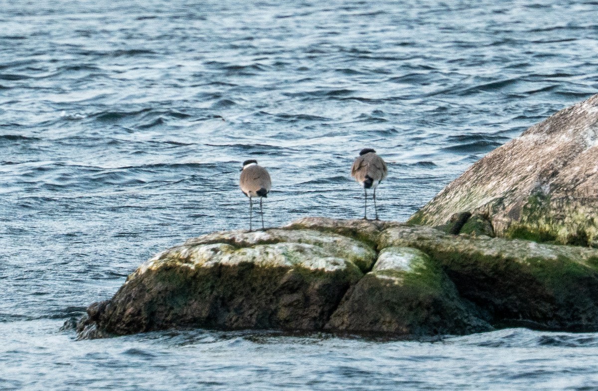 Spur-winged Lapwing - ML646619467