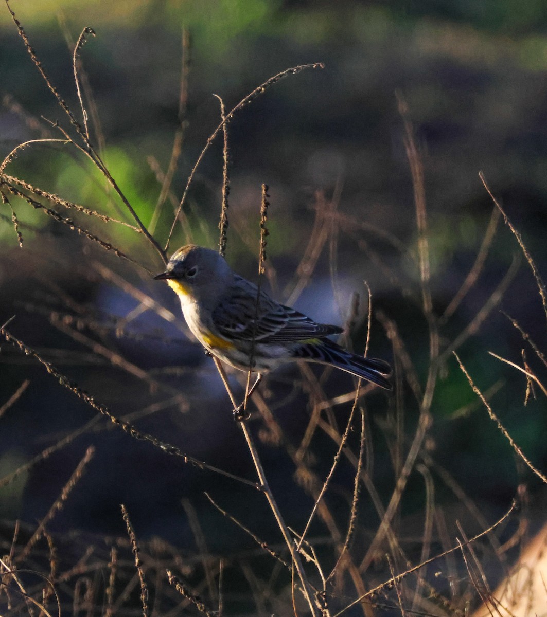 Yellow-rumped Warbler - ML646619468