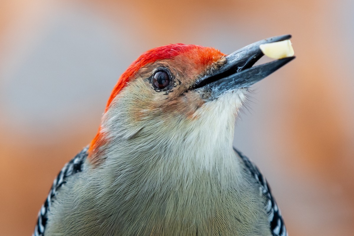 Carpintero de Carolina - ML646619470