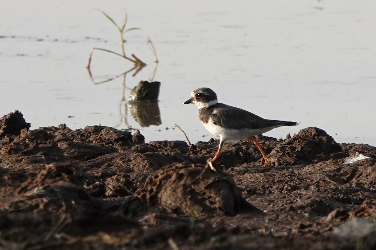 חופמי צווארון - ML646619471
