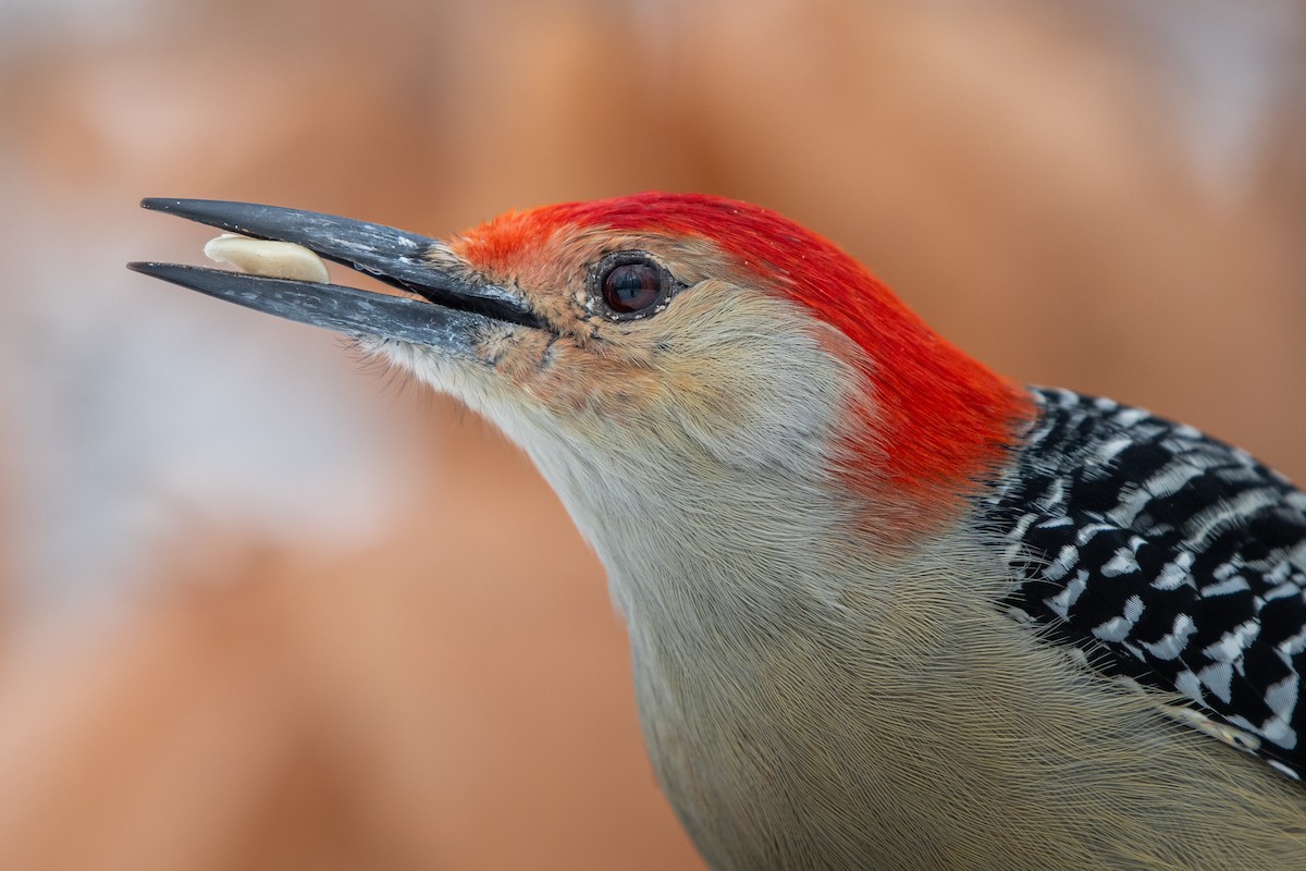 Carpintero de Carolina - ML646619472