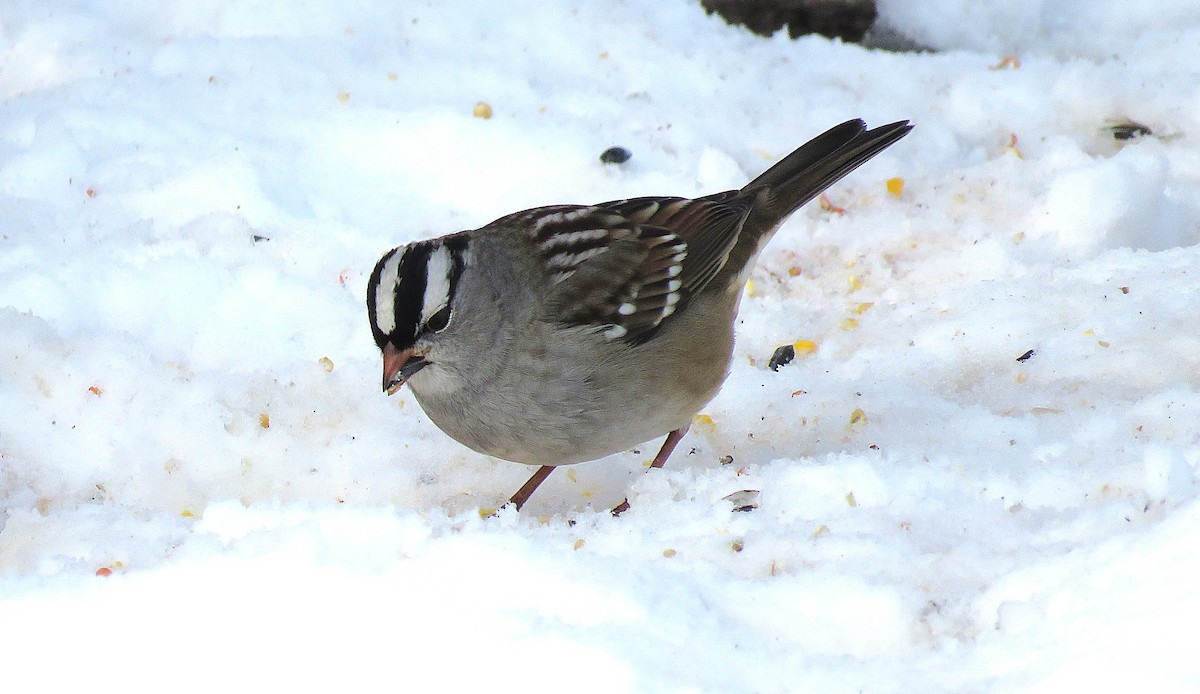 White-crowned Sparrow (leucophrys) - ML646619474