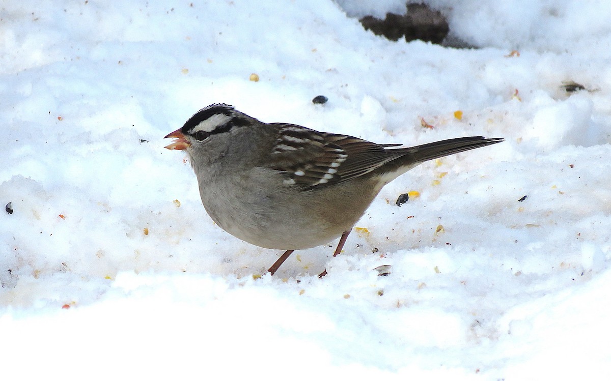 White-crowned Sparrow (leucophrys) - ML646619475