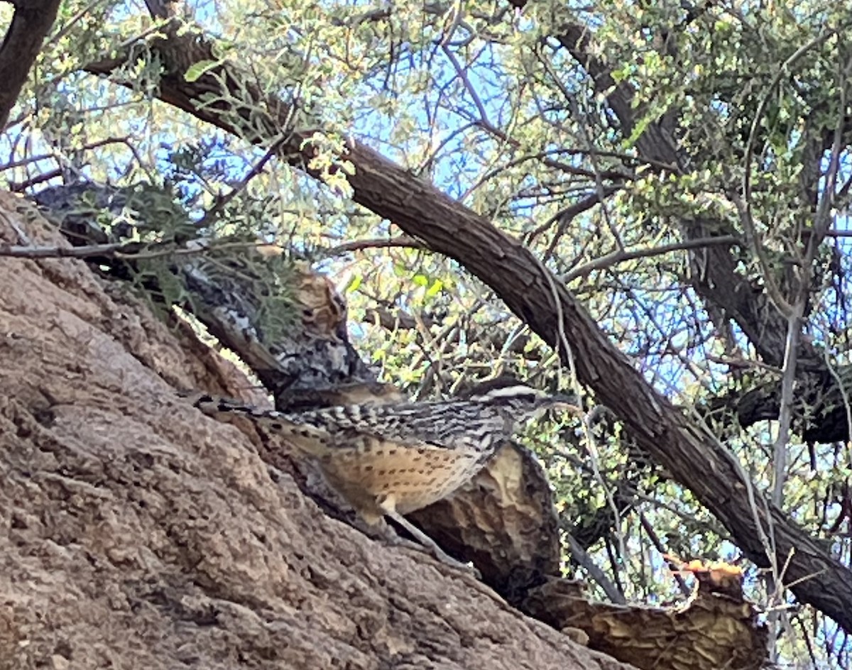 Cactus Wren - ML646619476