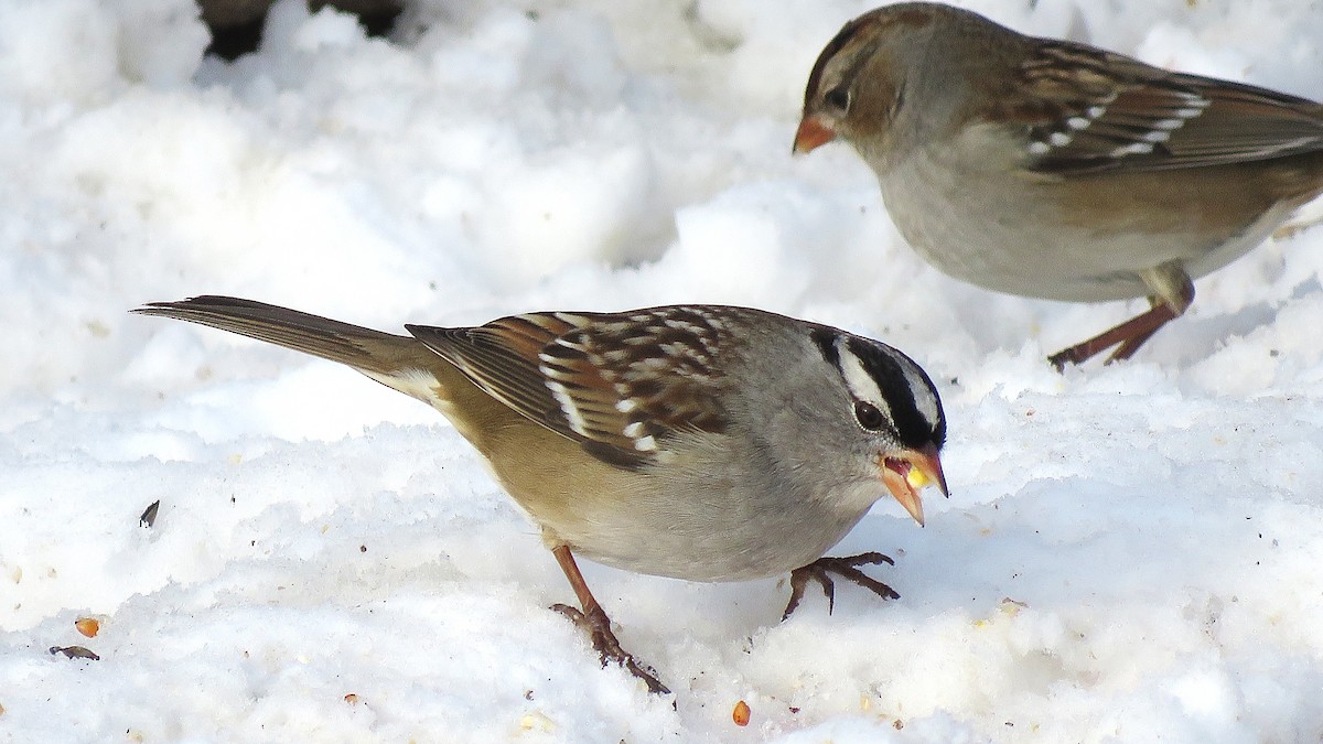 White-crowned Sparrow (leucophrys) - ML646619477