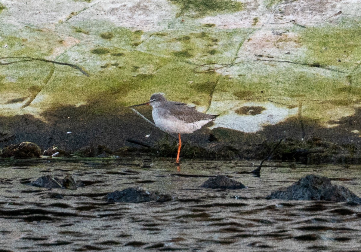 Улаан хөлт хөгчүү - ML646619478