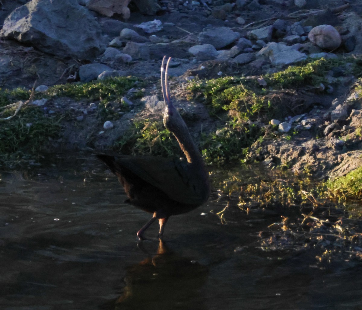 Beltzaran musuzuria - ML646619479