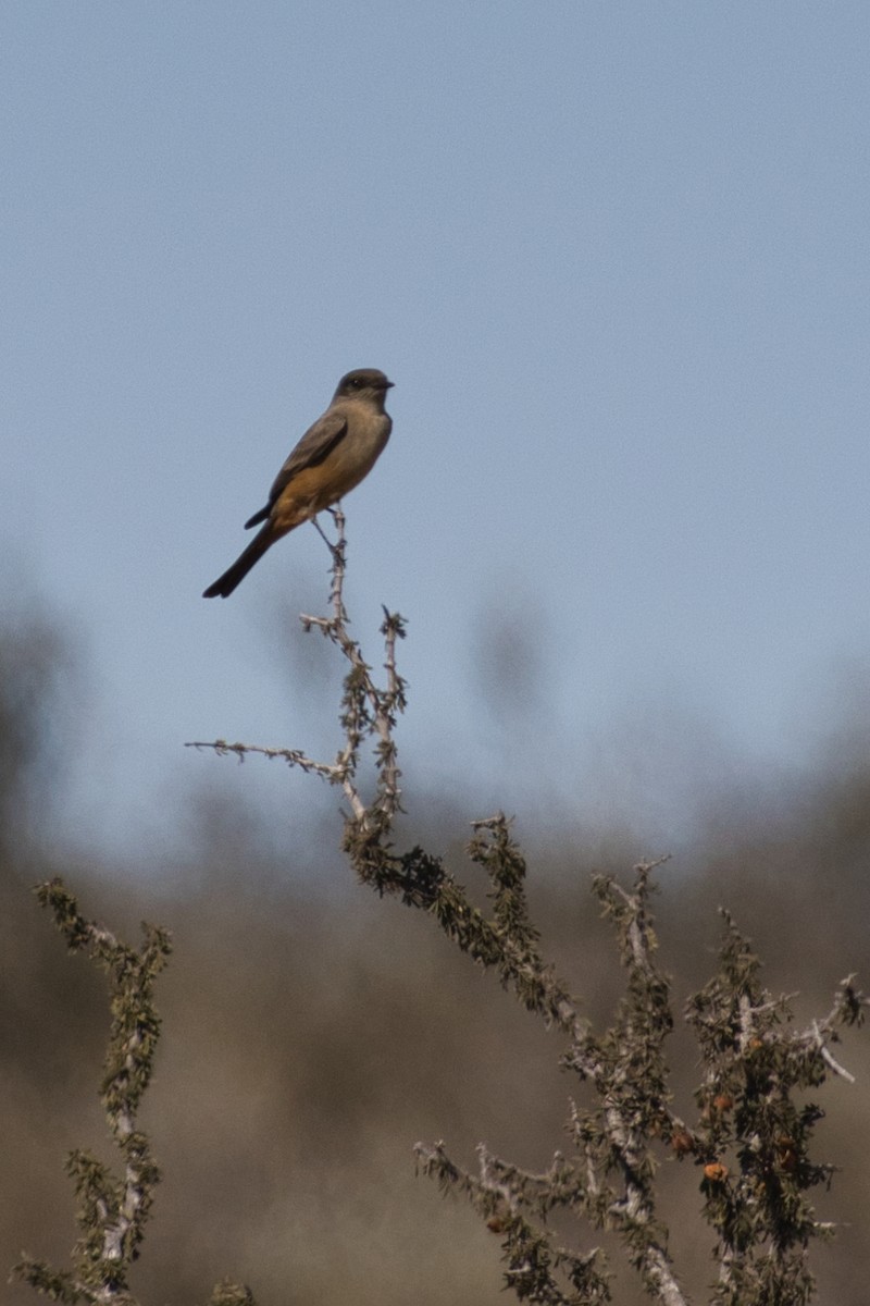 Say's Phoebe - ML646619483