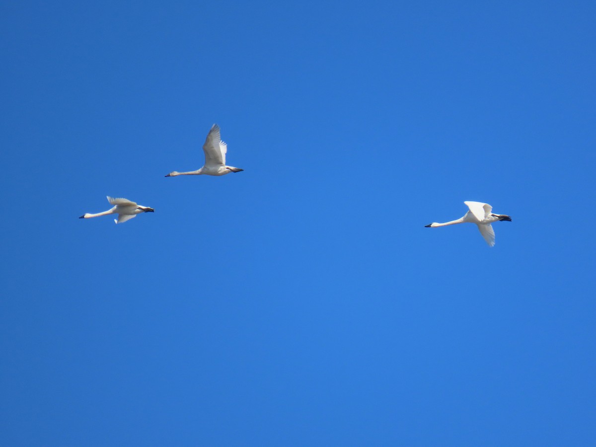 Cigno minore - ML646619489