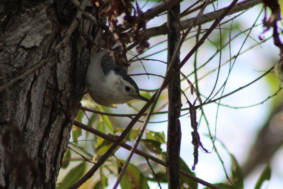 Weißbrustkleiber [lagunae-Gruppe] - ML646619490