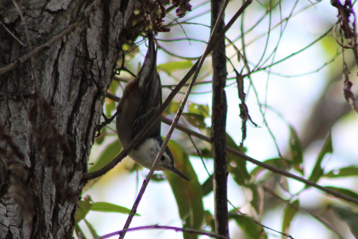 Weißbrustkleiber [lagunae-Gruppe] - ML646619491