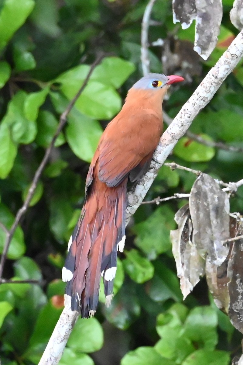 Black-bellied Cuckoo - ML646619492