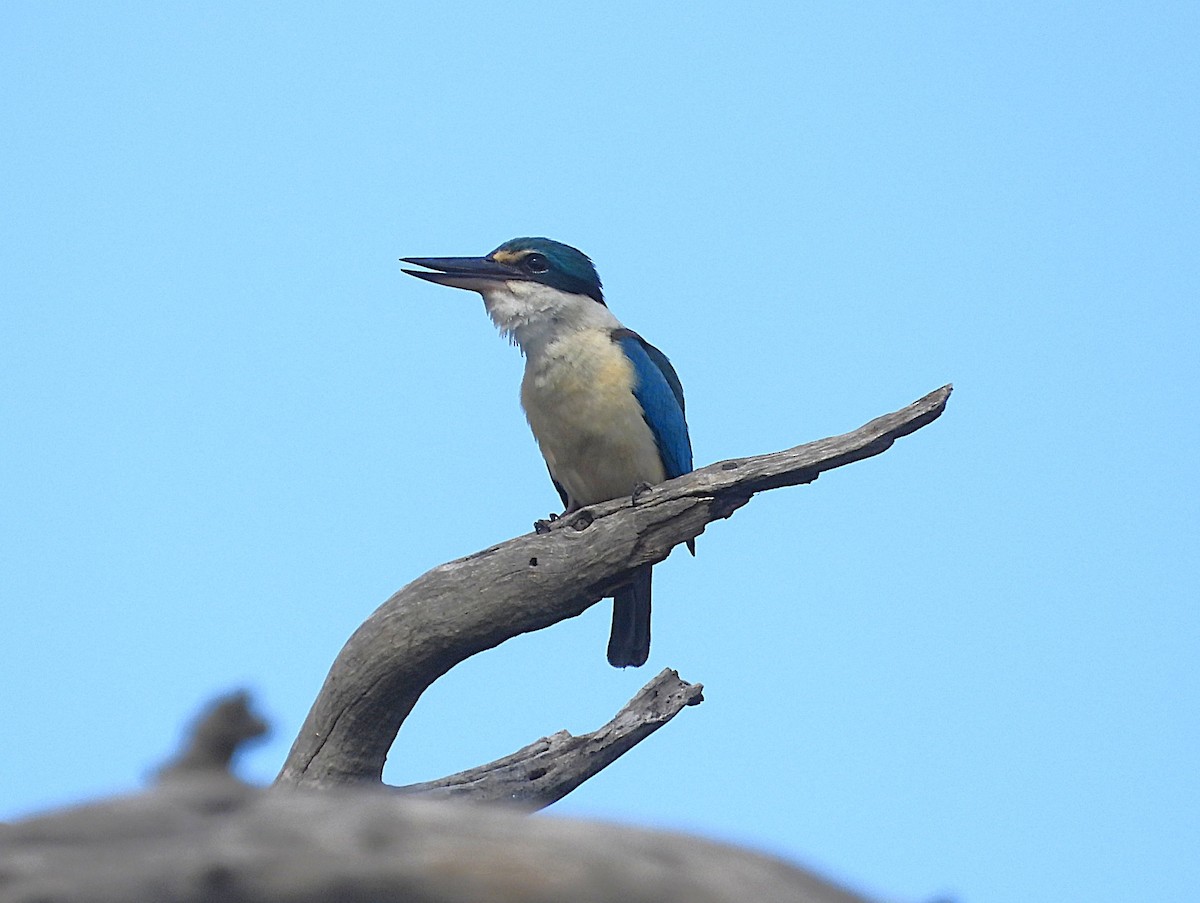 Sacred Kingfisher (Australasian) - ML646619494