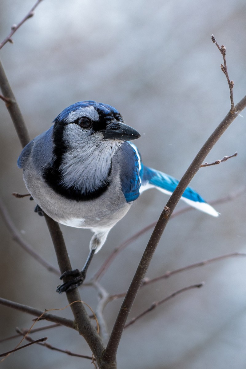 Blue Jay - ML646619495