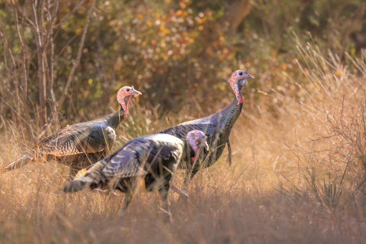 シチメンチョウ - ML646619496