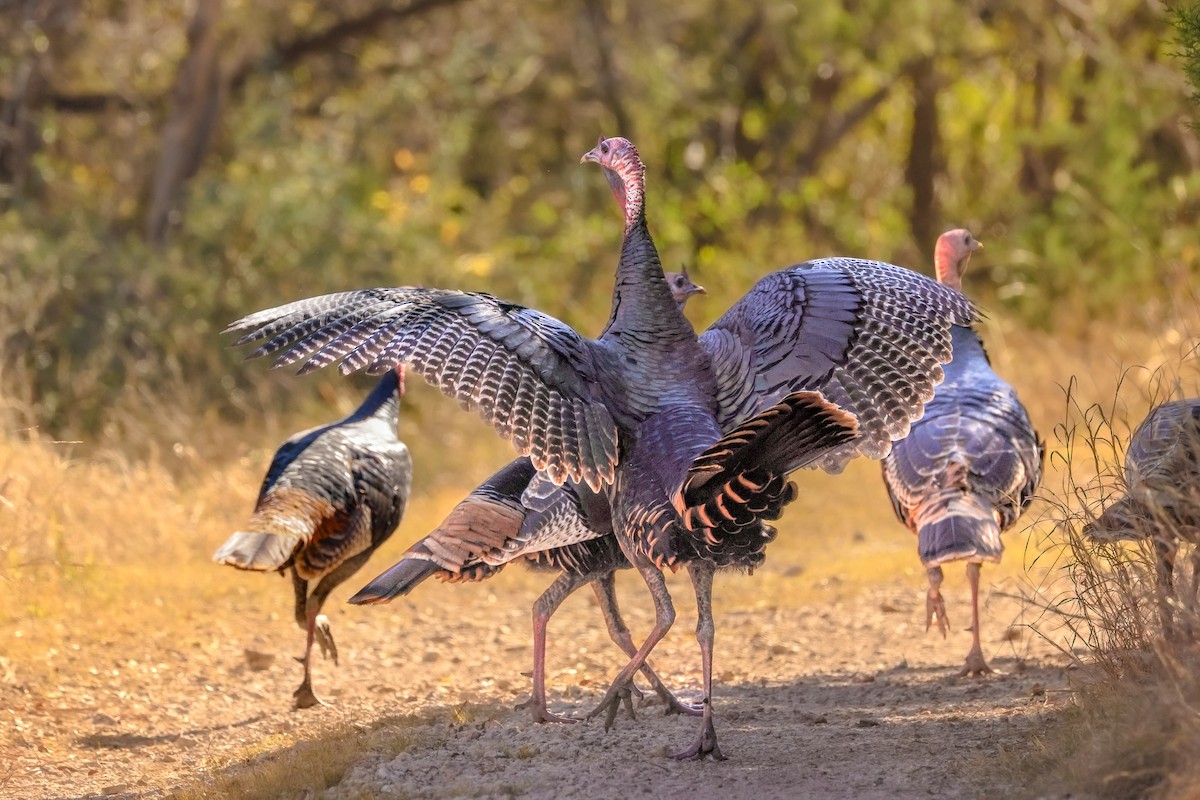 シチメンチョウ - ML646619497