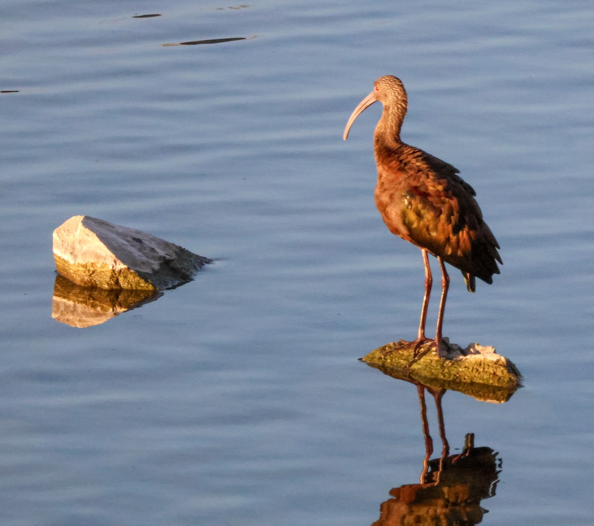 Beltzaran musuzuria - ML646619513