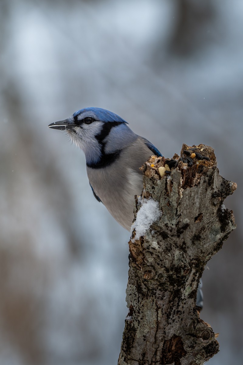 Blue Jay - ML646619514