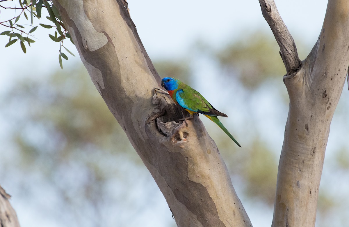 Kırmızı Göğüslü Papağan - ML646619515
