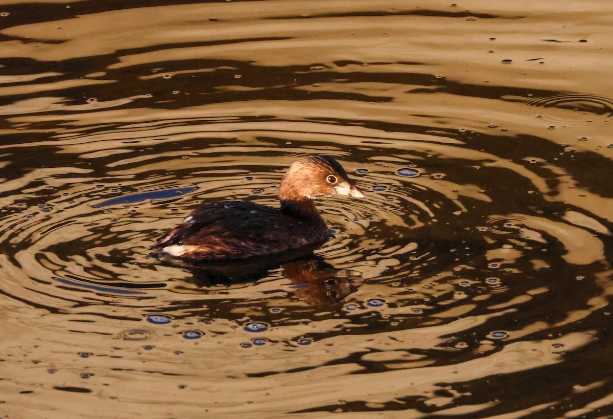 Pied-billed Grebe - ML646619516