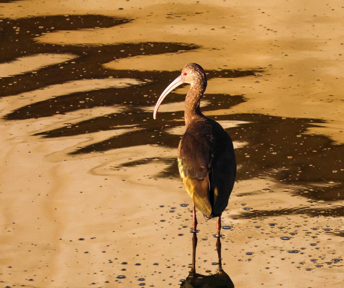 Beltzaran musuzuria - ML646619518