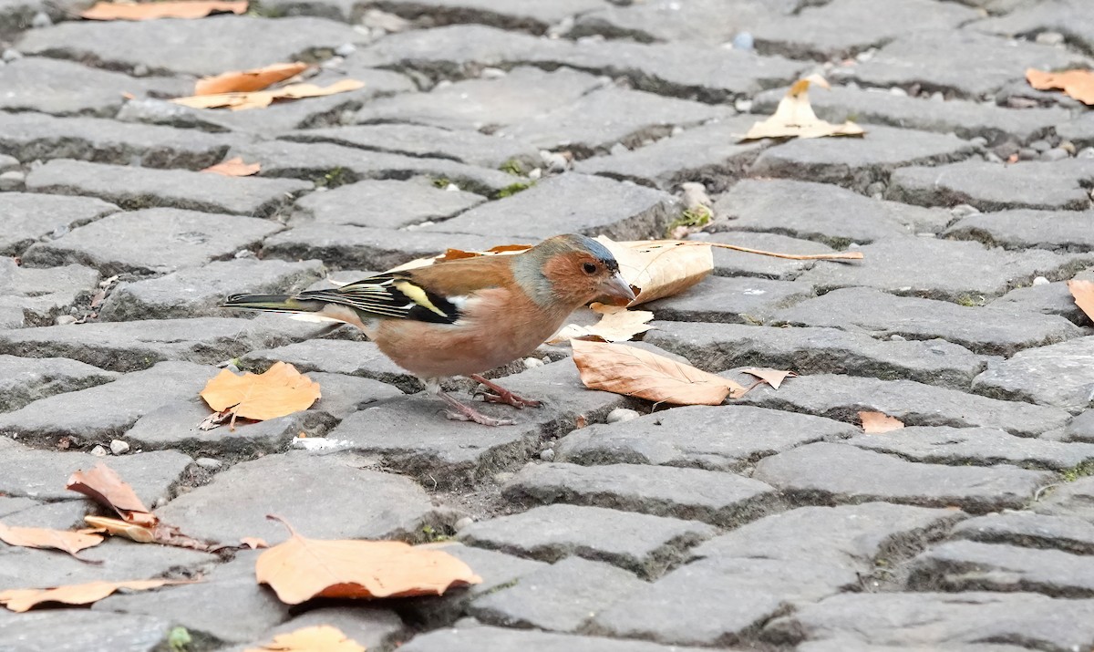 ズアオアトリ - ML646619520