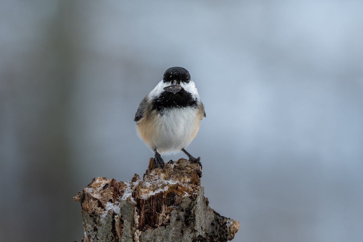 Black-capped Chickadee - ML646619521