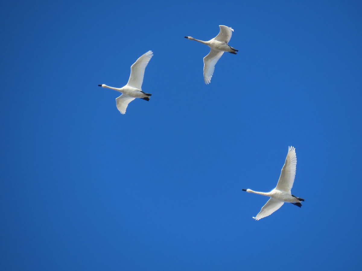 Cigno minore - ML646619522