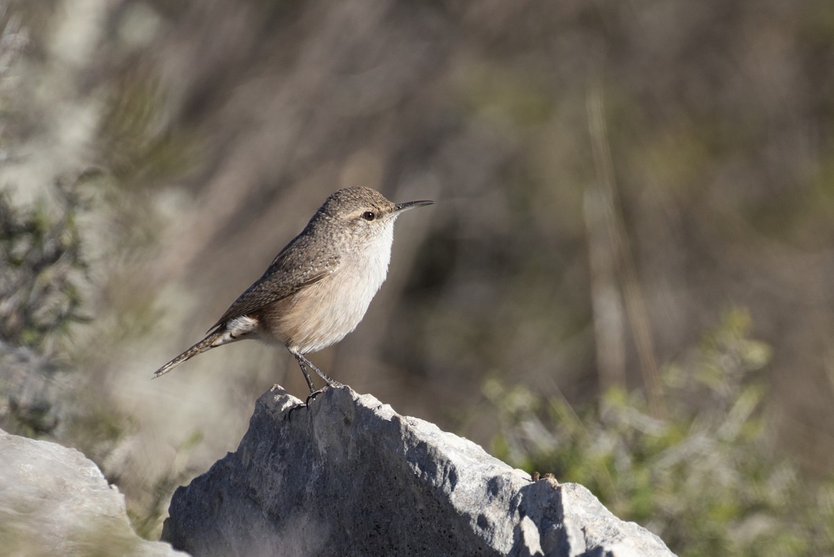Rock Wren - ML646619524
