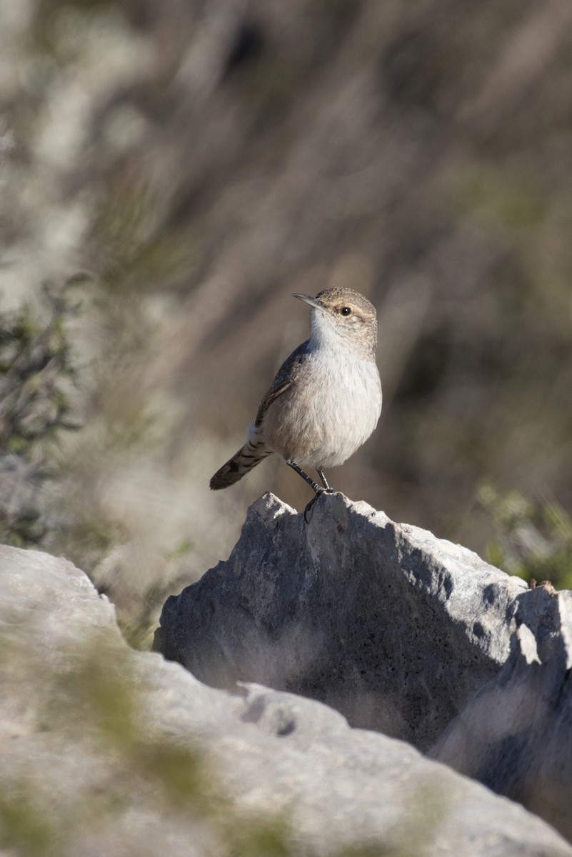 Rock Wren - ML646619525