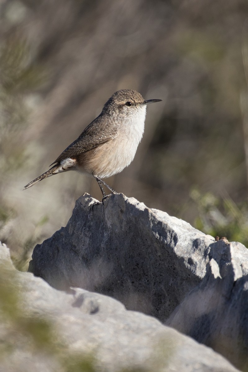 Rock Wren - ML646619526