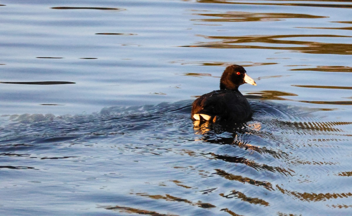 Kopetazuri amerikarra - ML646619527