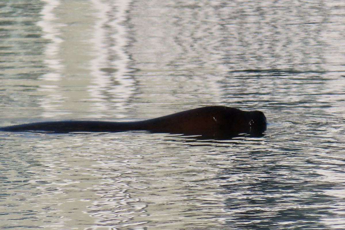 Phoque Veau-Marin du Pacifique - ML646619528
