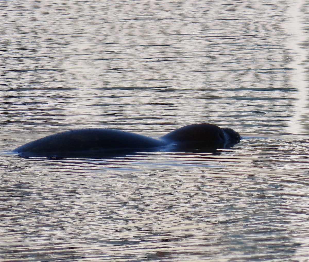 Phoque Veau-Marin du Pacifique - ML646619529