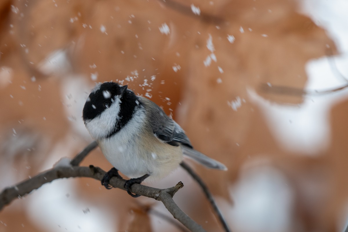 Black-capped Chickadee - ML646619530