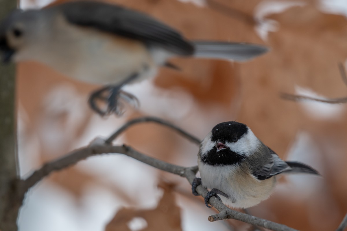 Black-capped Chickadee - ML646619531