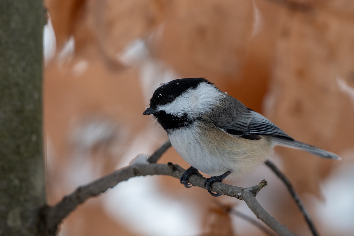Black-capped Chickadee - ML646619532