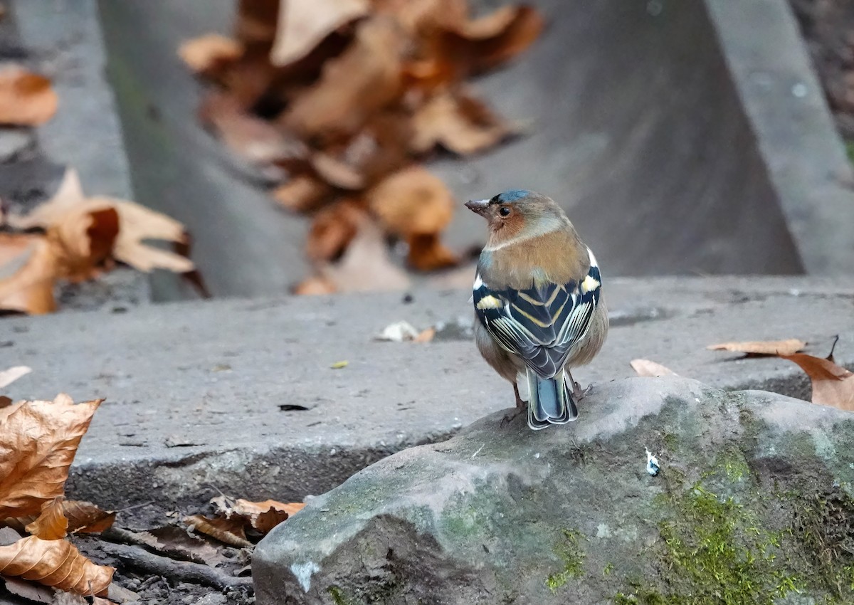 ズアオアトリ - ML646619536
