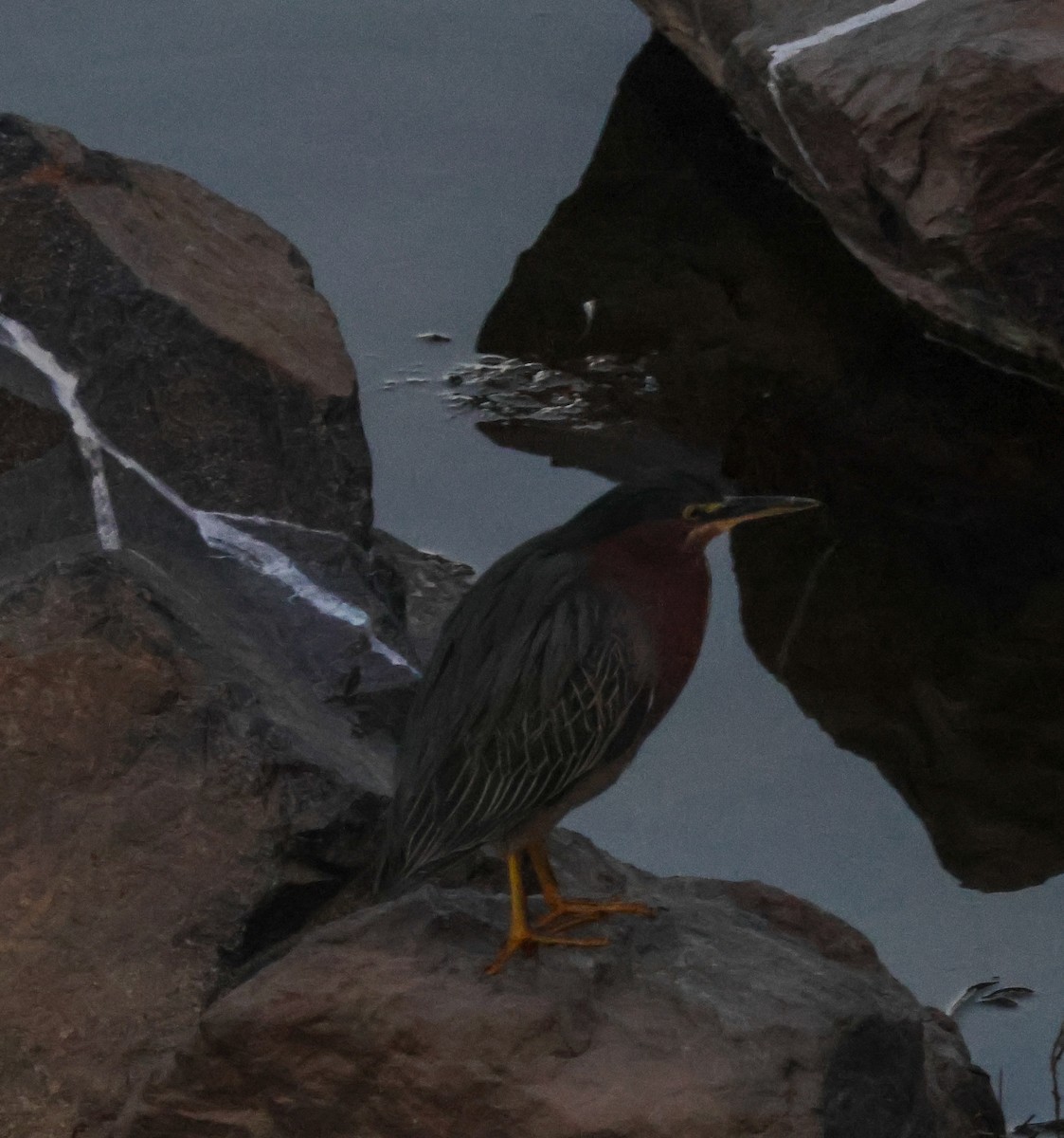 Airone verde - ML646619537