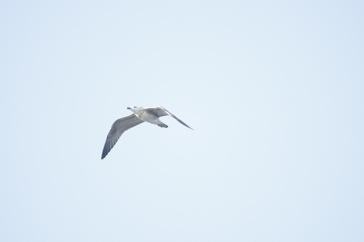 Lesser Black-backed Gull - ML646619538