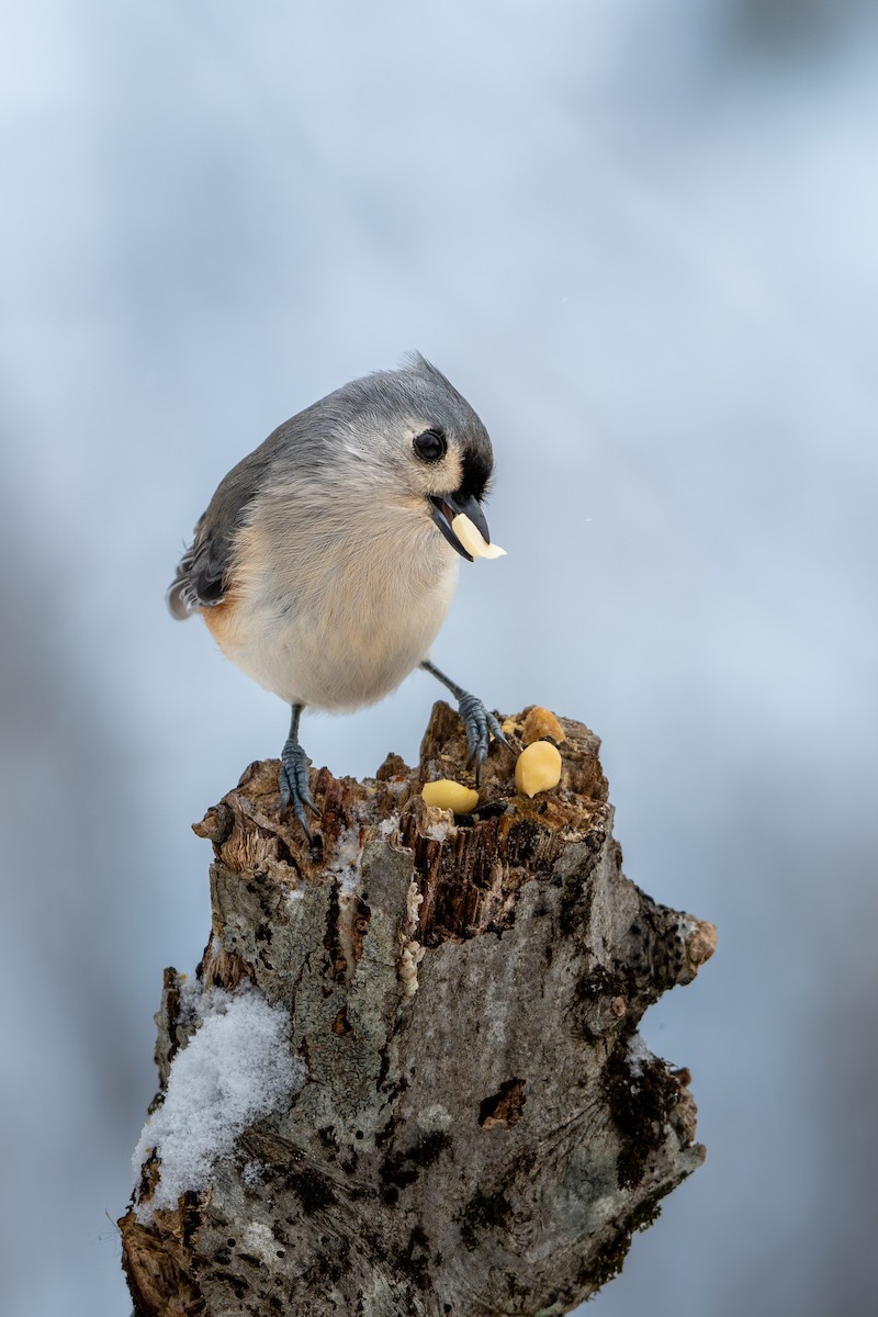 Tufted Titmouse - ML646619539