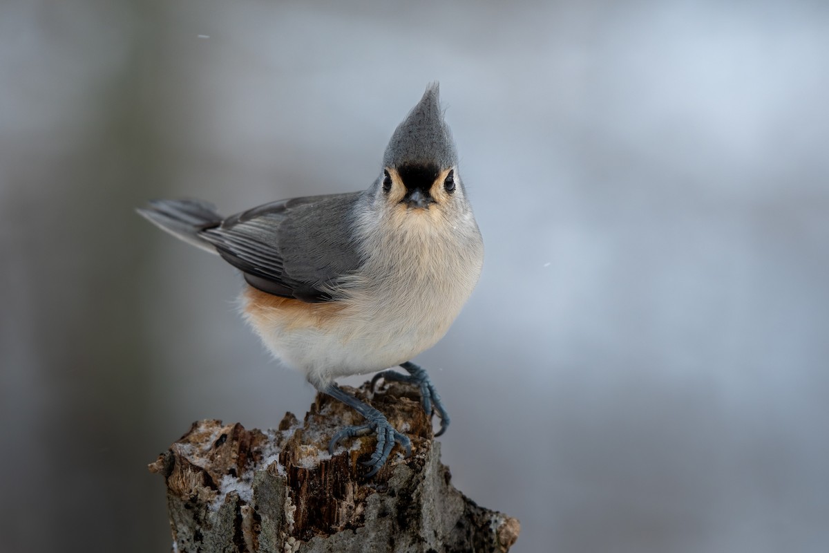 Tufted Titmouse - ML646619540