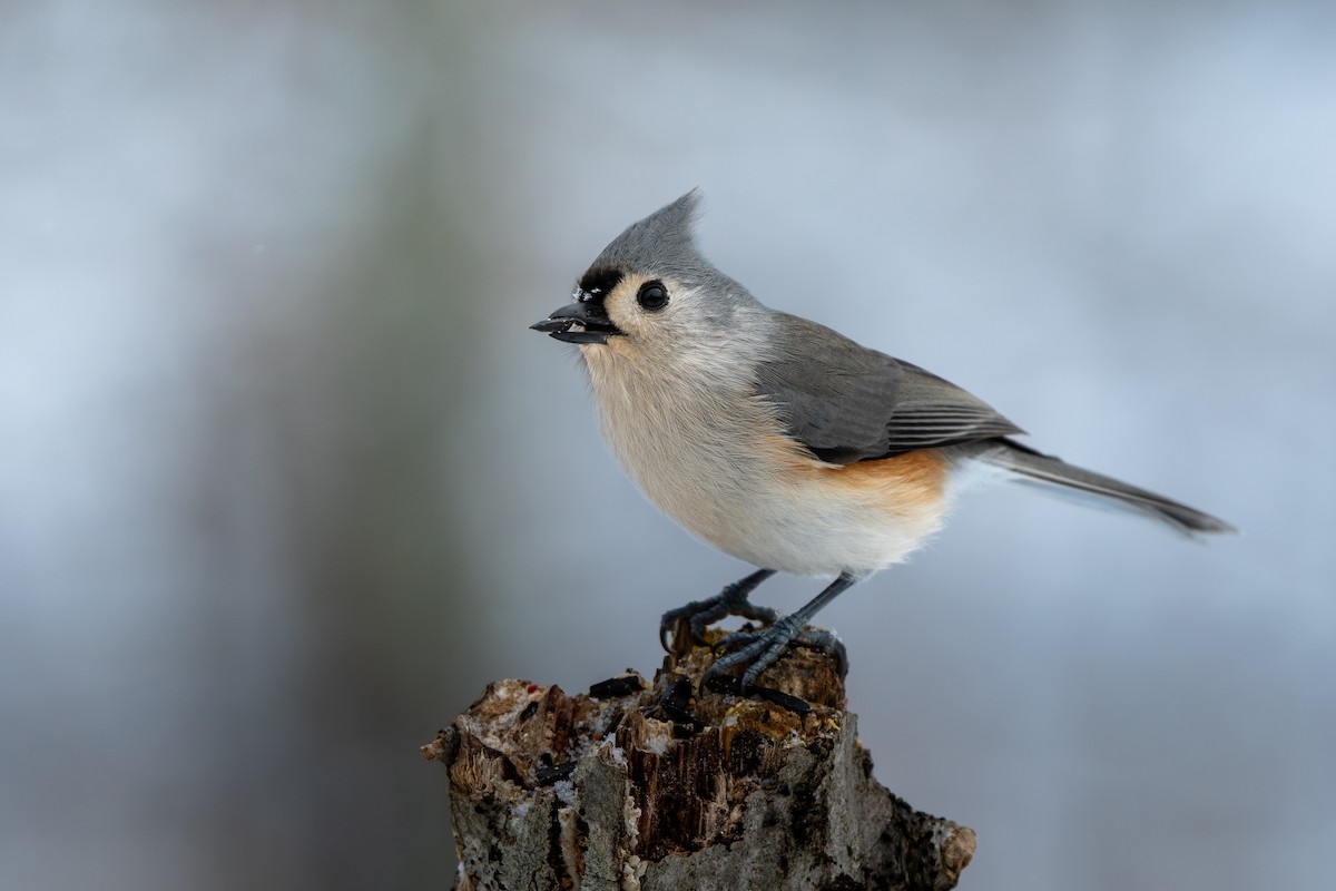 Tufted Titmouse - ML646619541