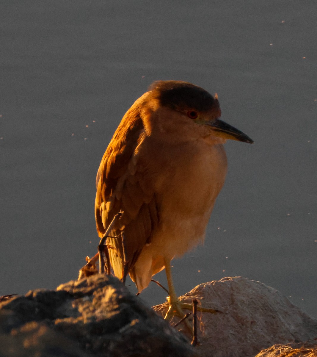 Green Heron - ML646619542