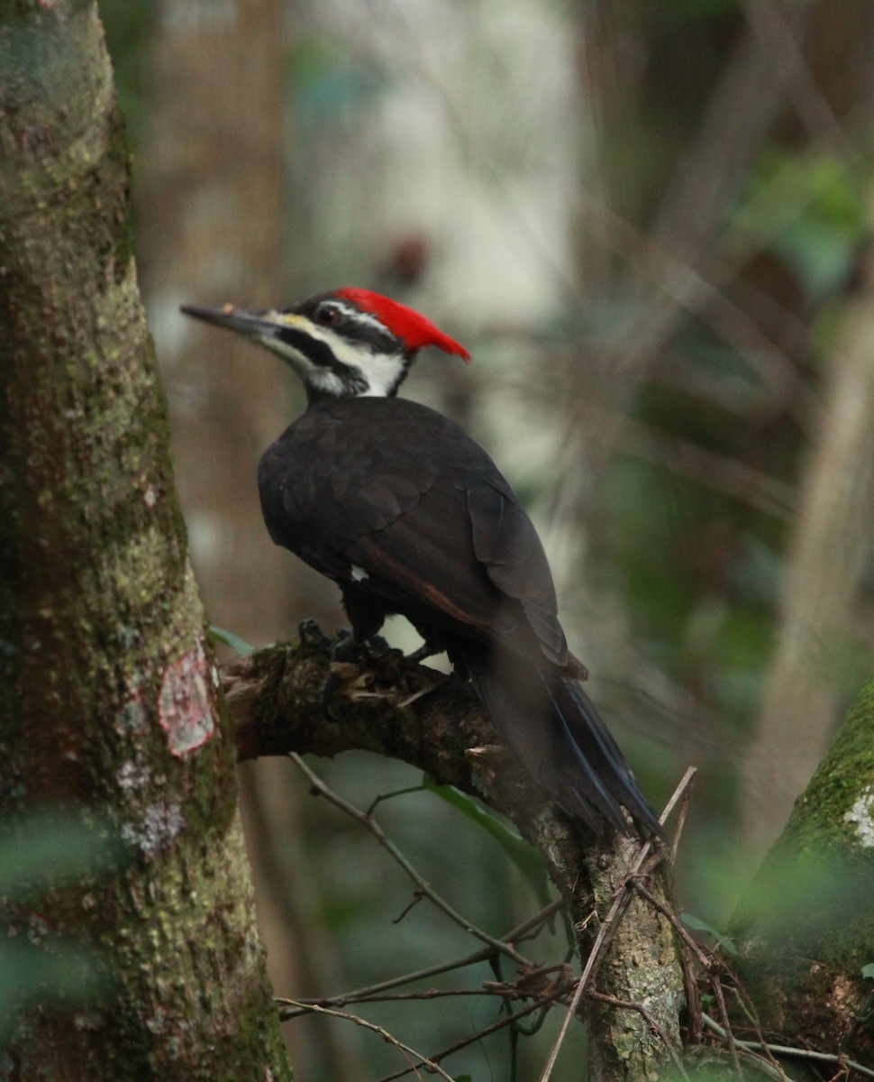Pileated Woodpecker - ML646619543