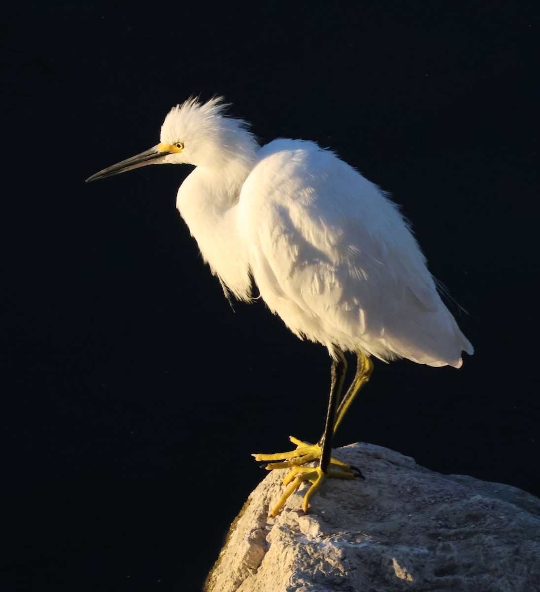 Snowy Egret - ML646619544